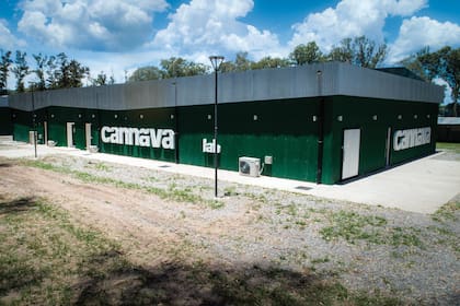 Las instalaciones y las plantaciones de
Cannava, en Perico, Jujuy. La empresa
es una sociedad del estado provincial
que maneja Gastón Morales, el hijo del
gobernador Gerardo Morales.