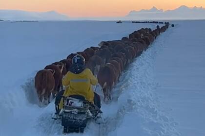 Las intensas nevadas en la Patagonia motivaron el traslado de hacienda a otros campos