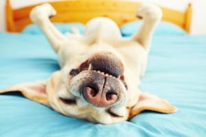 Las interacciones como jugar, pasear y masajear a los perros tienen un efecto positivo al facilitar una mayor actividad cerebral