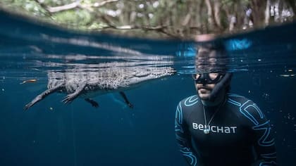 Las interacciones entre los apneístas y la vida marina en los cenotes son experiencias únicas.