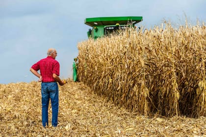 Se corrigió la estimación de producción de maíz en Estados Unidos