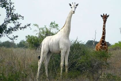 Las jirafas blancas fueron avistadas por primera vez en Kenia en marzo de 2016, aproximadamente dos meses después de un avistamiento en Tanzania