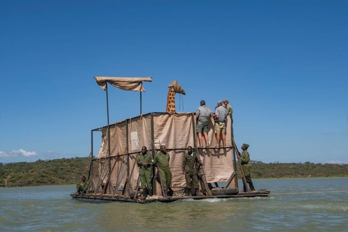 Las jirafas habían quedado atrapadas en una isla por las inundaciones causadas por las lluvias sobre el lago Baringo, en Kenia (Save Giraffes Now)