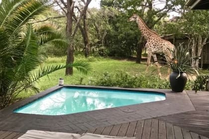 Las jirafas tienen acceso a las cabañas del complejo