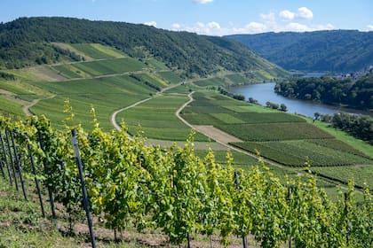 Las laderas en torno al rio Mosela, en Alemania, son uno de los terroirs más destacados del Riesling