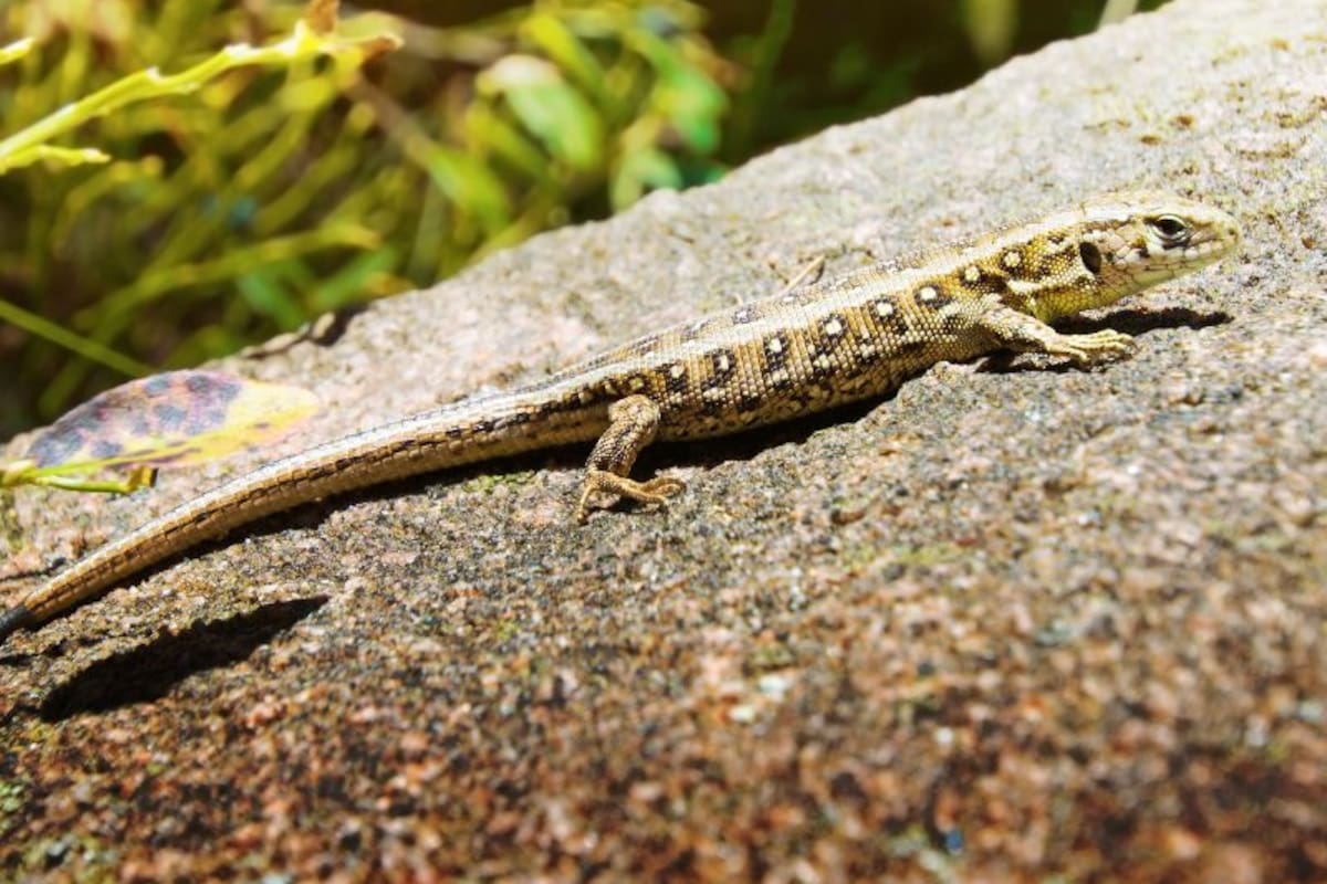 Las lagartijas son consideras un buen augurio en el hogar