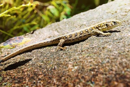 Las lagartijas son consideras un buen augurio en el hogar