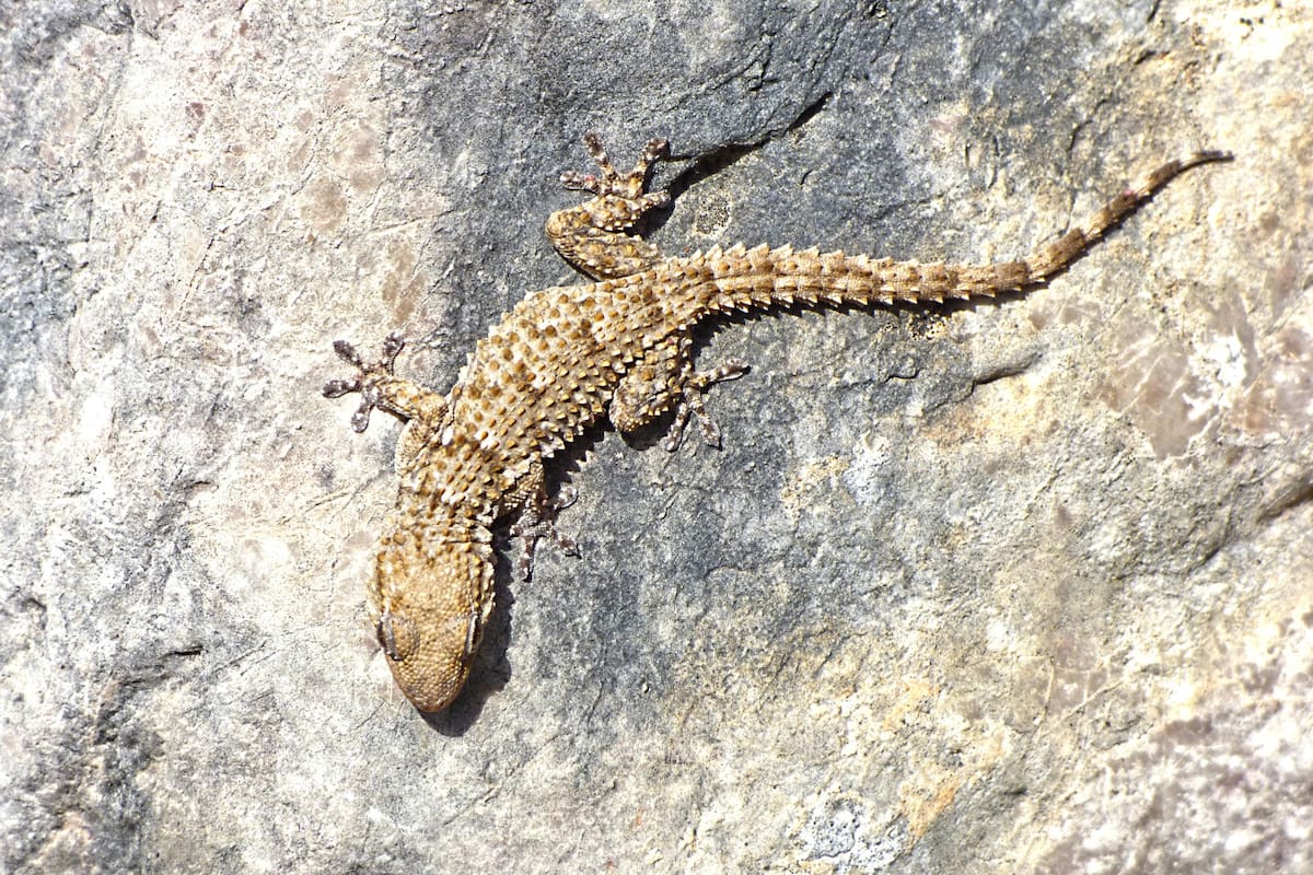 Las lagartijas suelen aparecer cuando suben las temperaturas