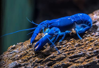 Las langostas azules son difíciles de descubrir