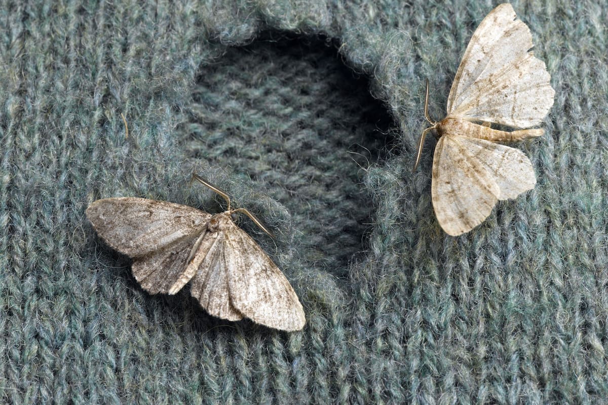Las larvas de las polillas son las que provocan mayores daños en la ropa