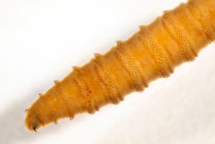 Las larvas del gusano barrenador del nuevo mundo se alimentan de la carne del animal afectado