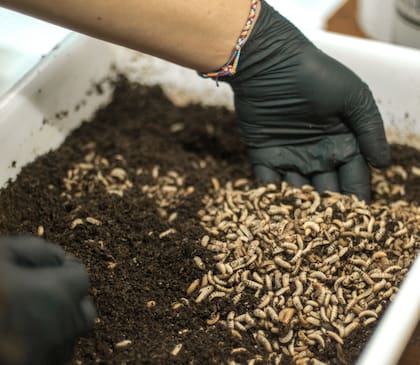 Las larvas provenientes de la mosca soldado negra se alimentan de desperdicios de procesos productivos y luego se las cosecha para ser convertidas en harina con un alto contenido de proteínas