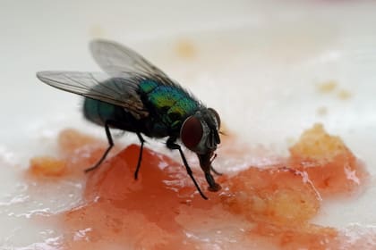 Las larvas se desarrollan con una mezcla de sangre, leche y huevo en polvo antes de ser irradiadas