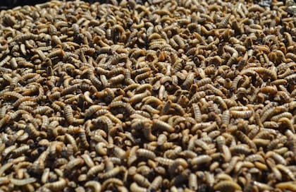 Las larvas utilizadas para hacer harina provienen de una mosca conocida como “soldado negra”, nativa de las regiones tropicales de América