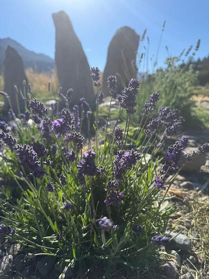 Las lavandas en flor