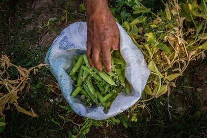 Las legumbres, en crecimiento