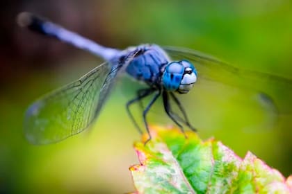 ¿Las libélulas pican o muerden?
