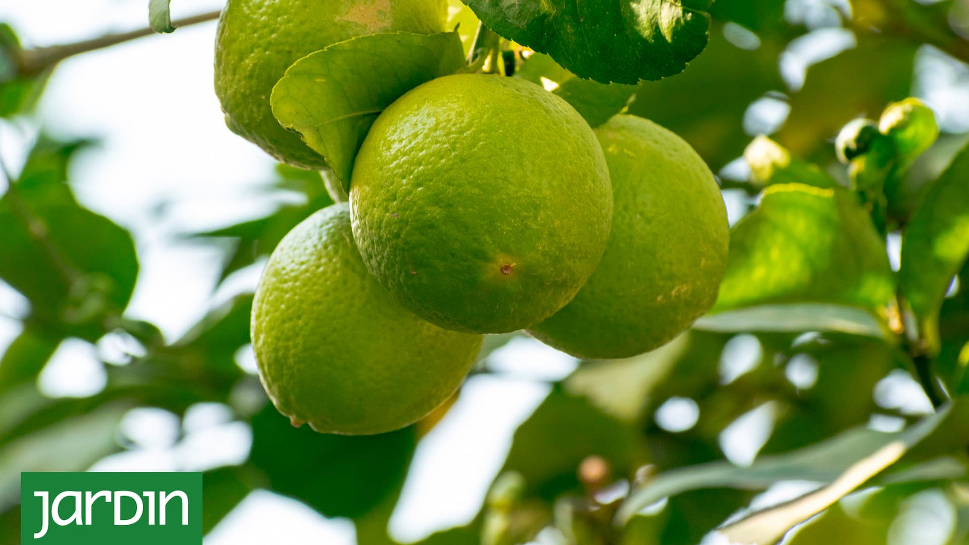 Las limas, cada vez más presentes en la gastronomía y los jardines argentinos