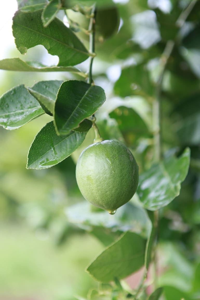 Las limas, cada vez más presentes en la gastronomía y los jardines argentinos