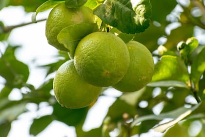 Las limas no toleran las heladas, por lo que este puede ser un problema sobre todo durante los primeros años de la planta