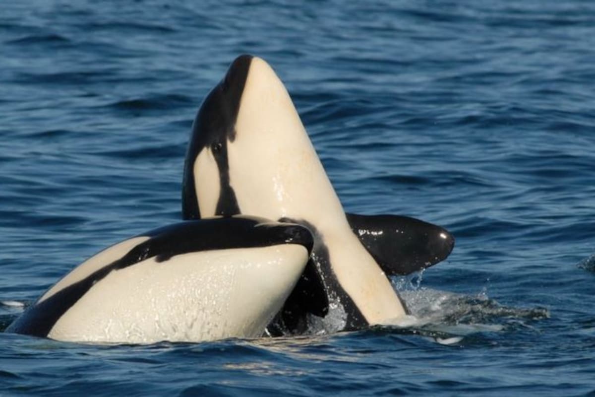 Las llamadas "ballenas asesinas" tienen vínculos familiares muy cercanos