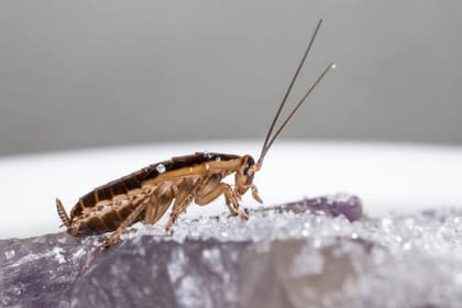 Las llamamos alemanas, pero en realidad son de origen asiático