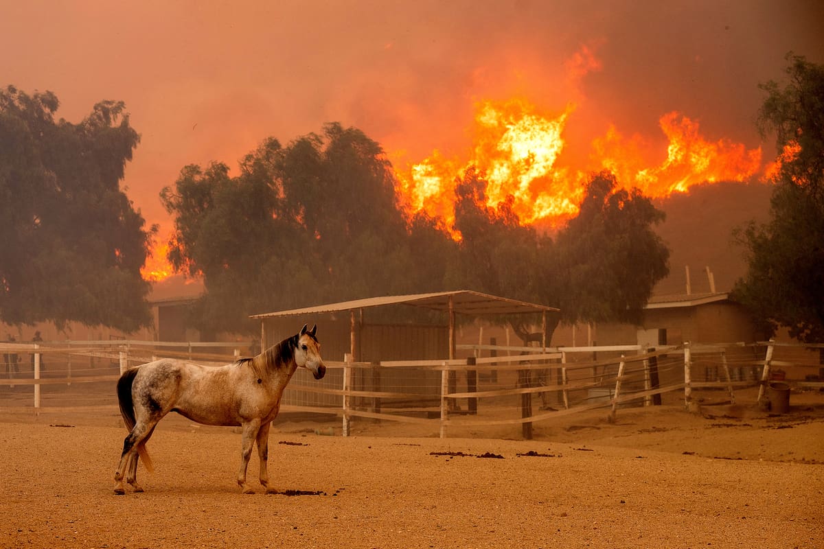 Las llamas del incendio Mountain avanzan por una ladera mientras un caballo permanece en un corral de Swanhill Farms, en Moorpark, California, el jueves 7 de noviembre de 2024. (AP Foto/Noah Berger)