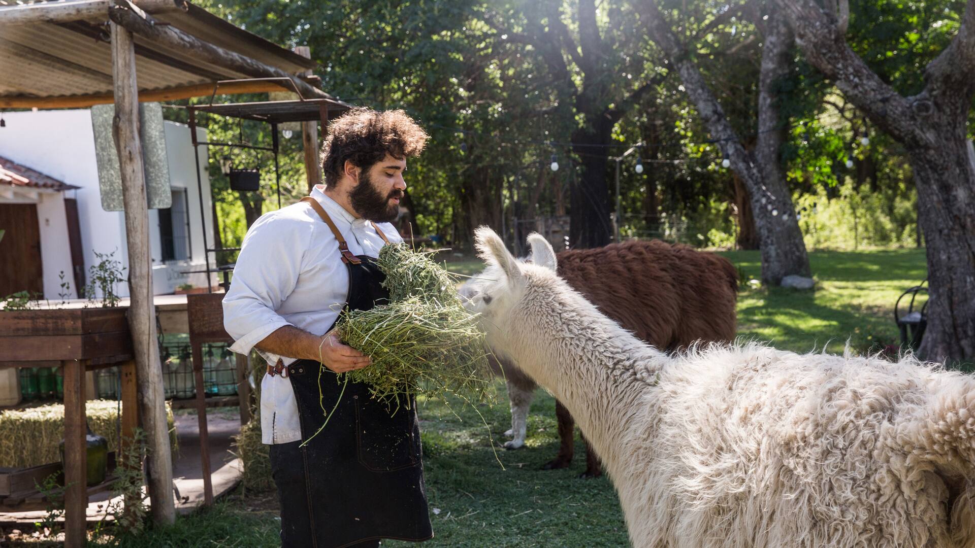 Las llamas que pastan en el jardín de Ascochinga son "importadas" del norte argentino.