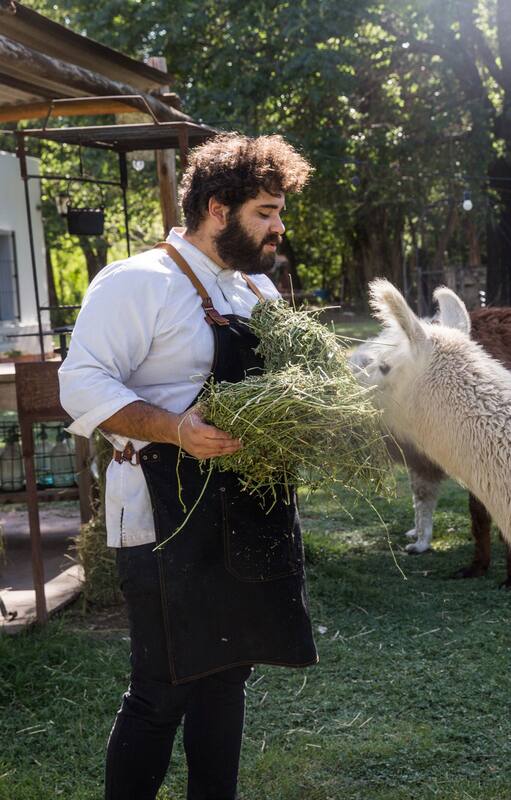 Las llamas que pastan en el jardín de Ascochinga son "importadas" del norte argentino.