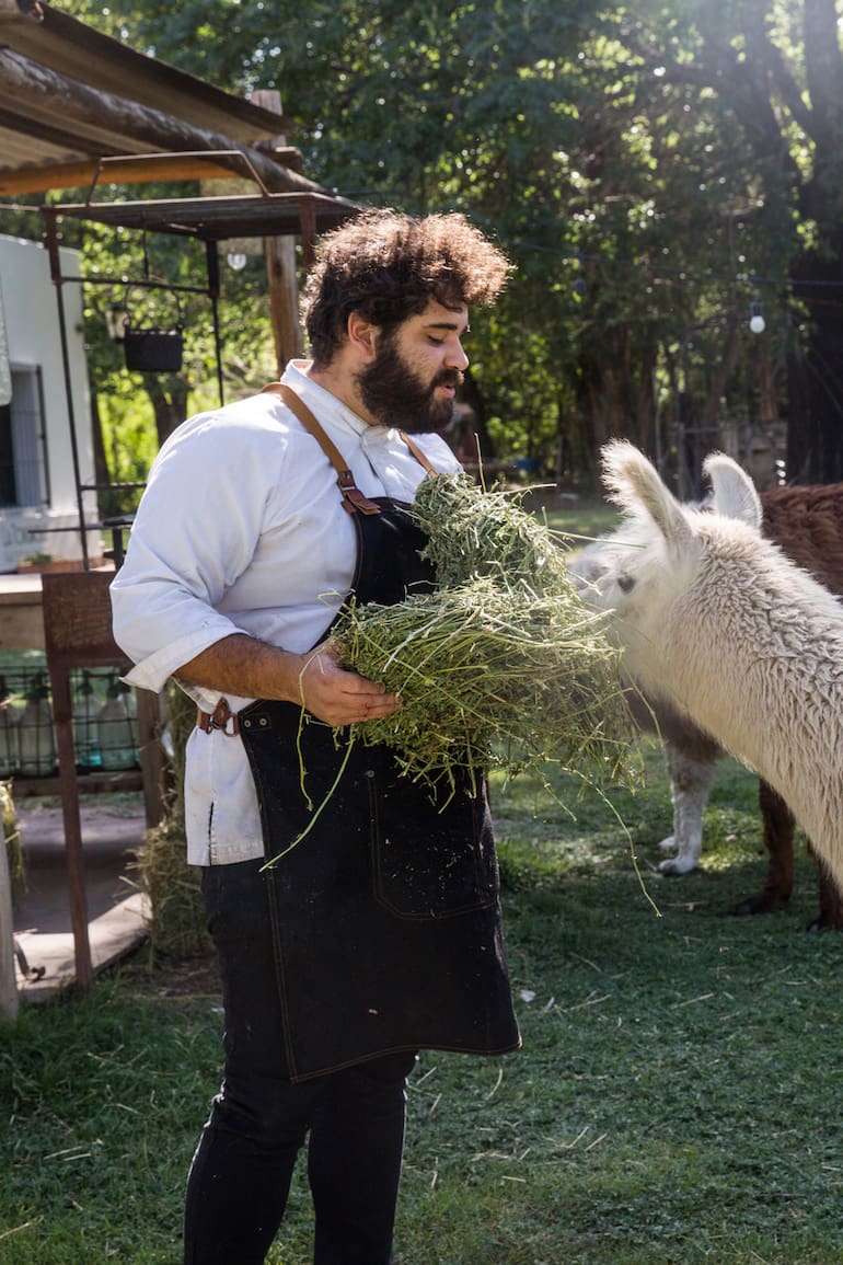 Las llamas que pastan en el jardín de Ascochinga son "importadas" del norte argentino.
