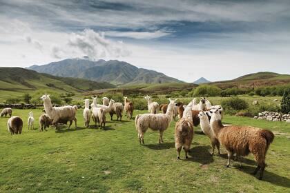 Las llamas son parte del paisaje de Tafí.