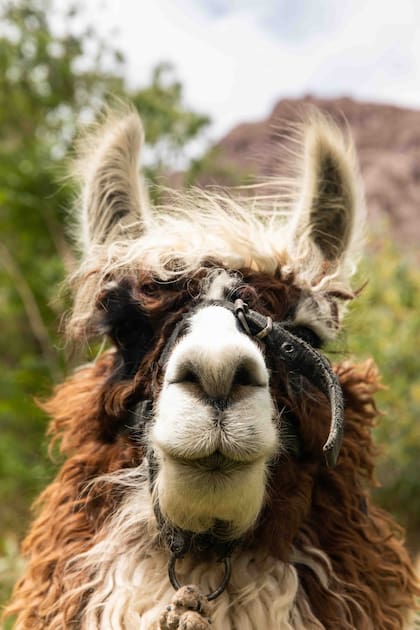 Las llamas son protagonistas excluyentes en los paisajes norteños.
