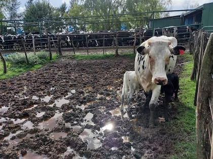 Las lluvias afectaron a la actividad