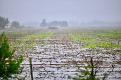 Las lluvias de los últimos días ayudarán a la siembra de maíz y de soja, pero llegaron tarde para el trigo