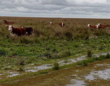 Las lluvias persistentes y la crecida del río Uruguay complican a los productores ganaderos de Corrientes, donde los campos bajos pierden superficie de pastoreo por la acumulación de agua