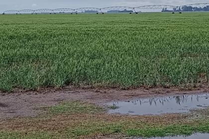 Las lluvias que se registraron días atrás frenan las pérdidas en el rinde del cultivo de trigo
