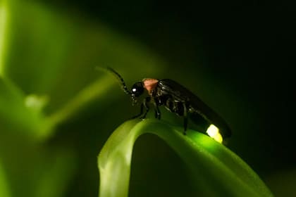 Las luciérnagas aparecen alrededor de junio para aprovechar el clima cálido y húmedo del verano estadounidense