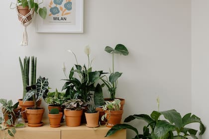 Las macetas de terracota sin esmaltar son ideales porque tienen capacidad para absorber cualquier exceso de humedad nocivo para la planta de jade. (Canva)