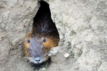 Las madrigueras del coipo pueden desestabilizar las orillas de los ríos y acelerar la erosión.
