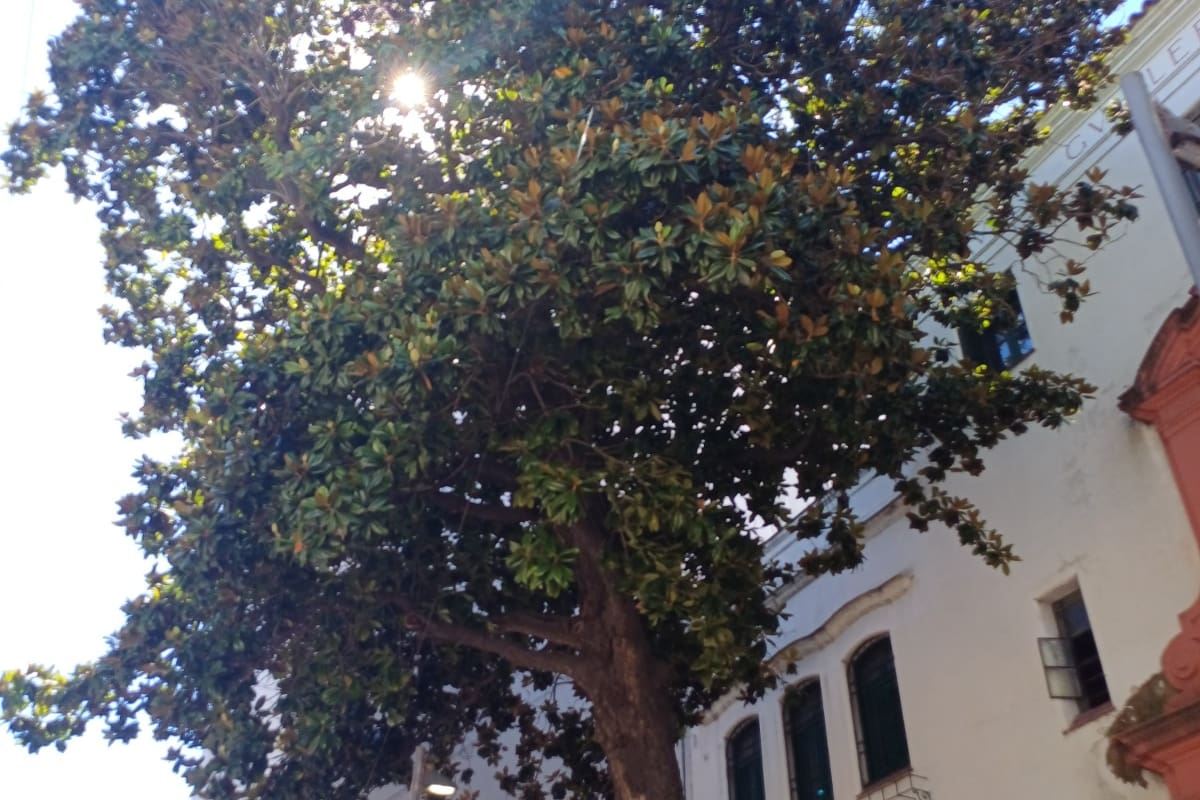 Las magnolias en la puerta de un edificio de San Telmo, los árboles más antiguos de la Ciudad, fueron plantados a fines del siglo XVIII o principios del XIX