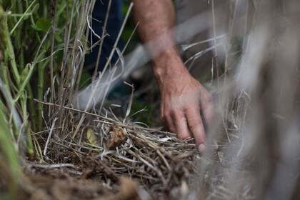 Las malezas, un problema para la producción