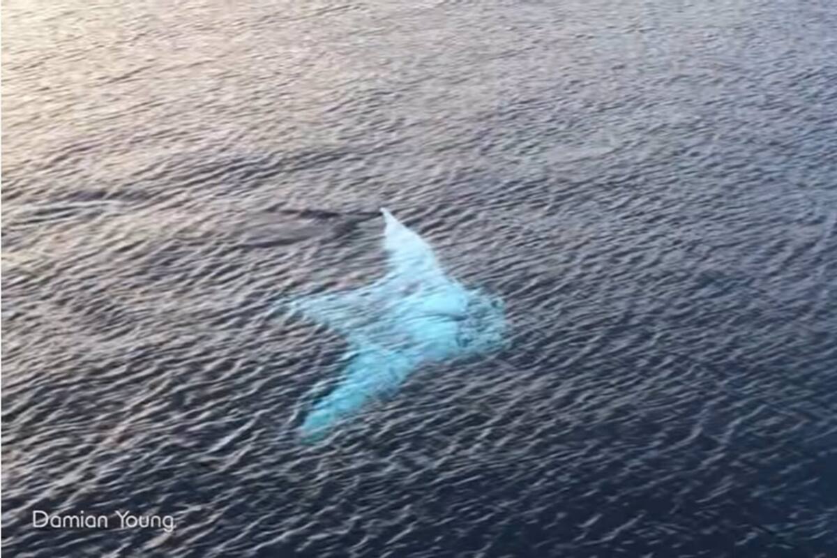 Las mantarrayas blancas son unos animales muy difíciles de encontrar
