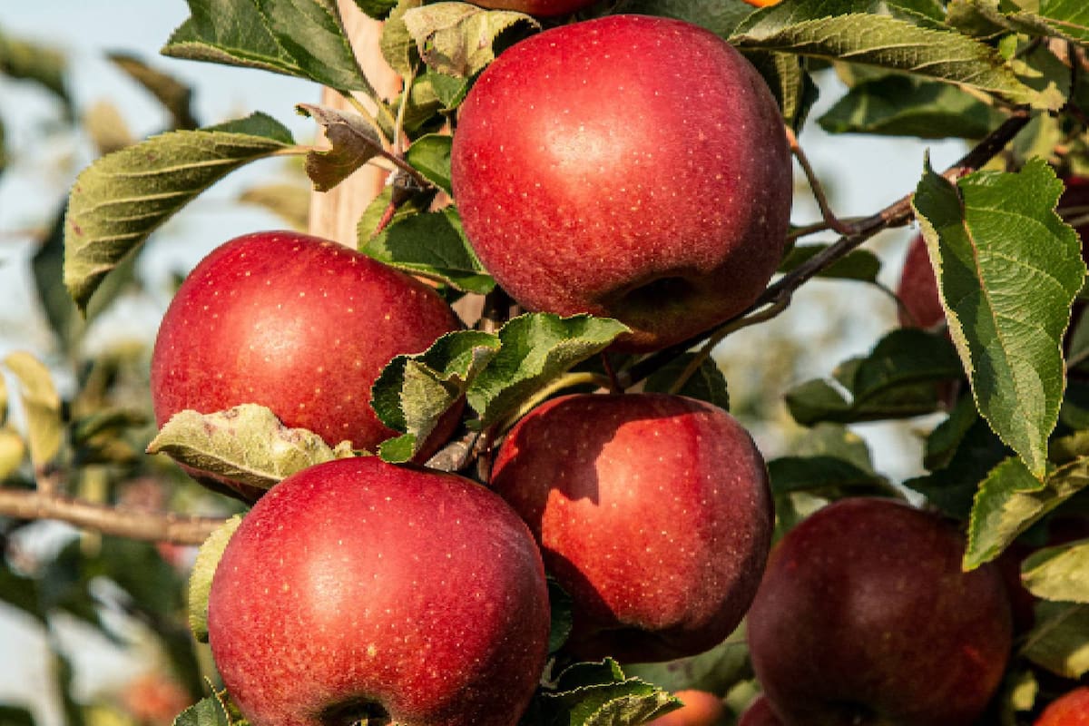 Las manzanas son una buena fuente de fibra soluble, lo que podría ayudar a bajar los niveles de colesterol