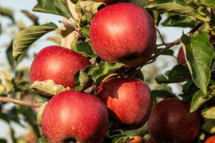 Las manzanas son una buena fuente de fibra soluble, lo que podría ayudar a bajar los niveles de colesterol