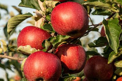Las manzanas son una buena fuente de fibra soluble, lo que podría ayudar a bajar los niveles de colesterol