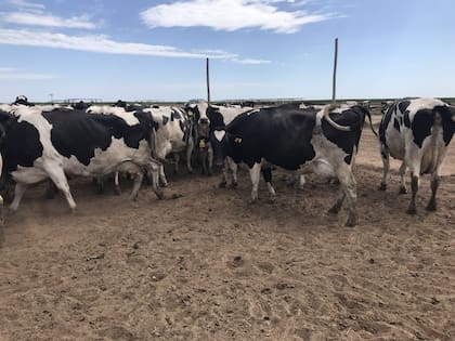 Las máquinas de ordeñe pueden estar equipadas con sensores que permiten detectar casos de mastitis