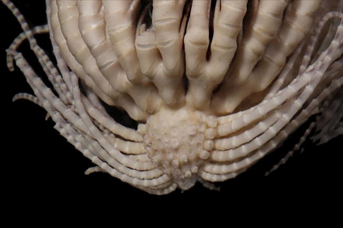 Las marcas circulares en el cuerpo que probablemente son cicatrices de otros “brazos” que se han desprendido