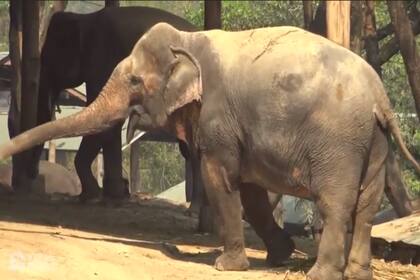 Las marcas de las sillas sobre el lomo de los elefantes liberados debido a la falta de turistas por el coronavirus.