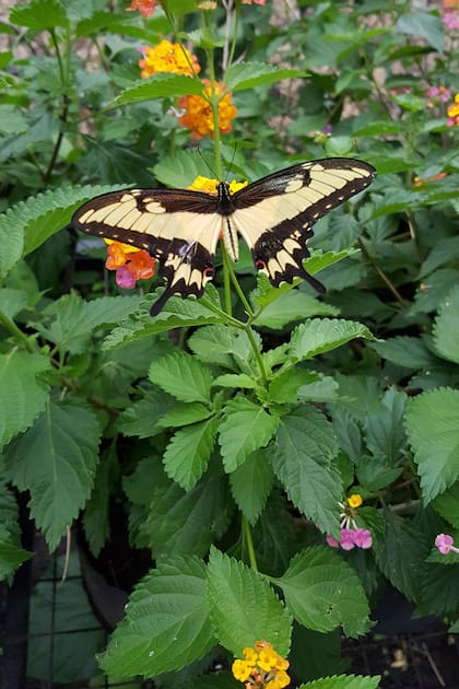 Las mariposas adultas, en su gran mayoría, se nutren libando néctar de flores