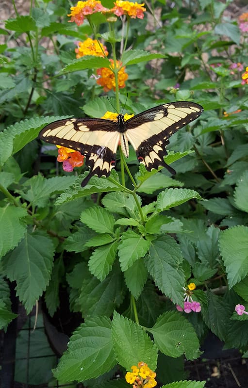 Las mariposas adultas, en su gran mayoría, se nutren libando néctar de flores